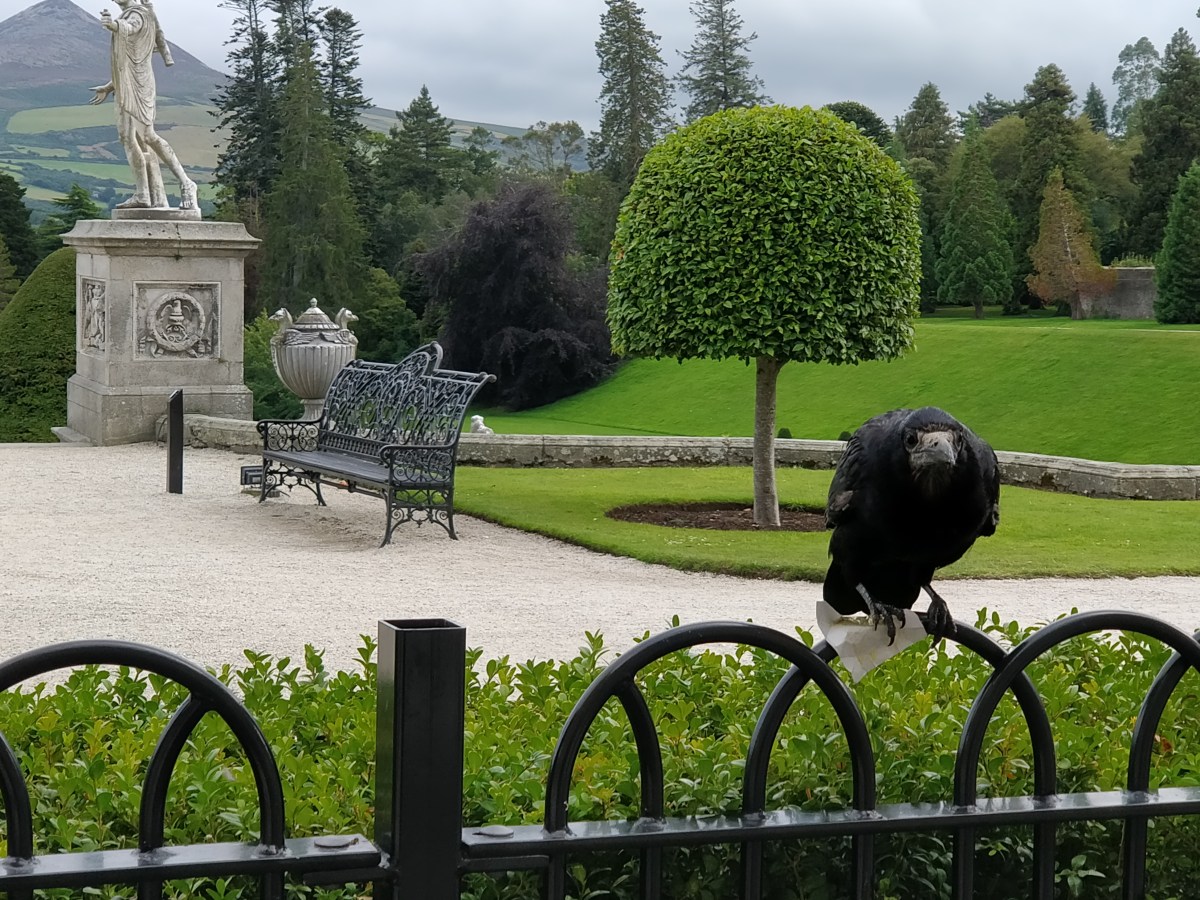 Animals in constitutions around the&nbsp;world